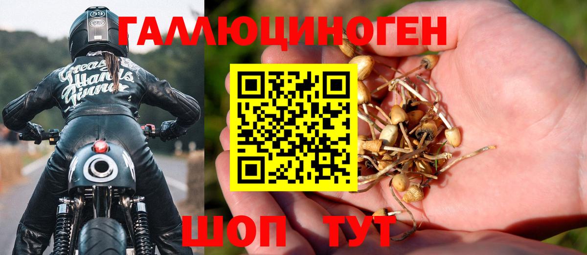Курчалой  наркота  Вход с VPN  Псилоцибиновые грибы Cubensis 